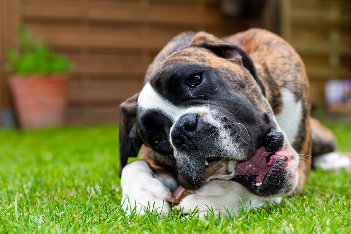 natural dog treats