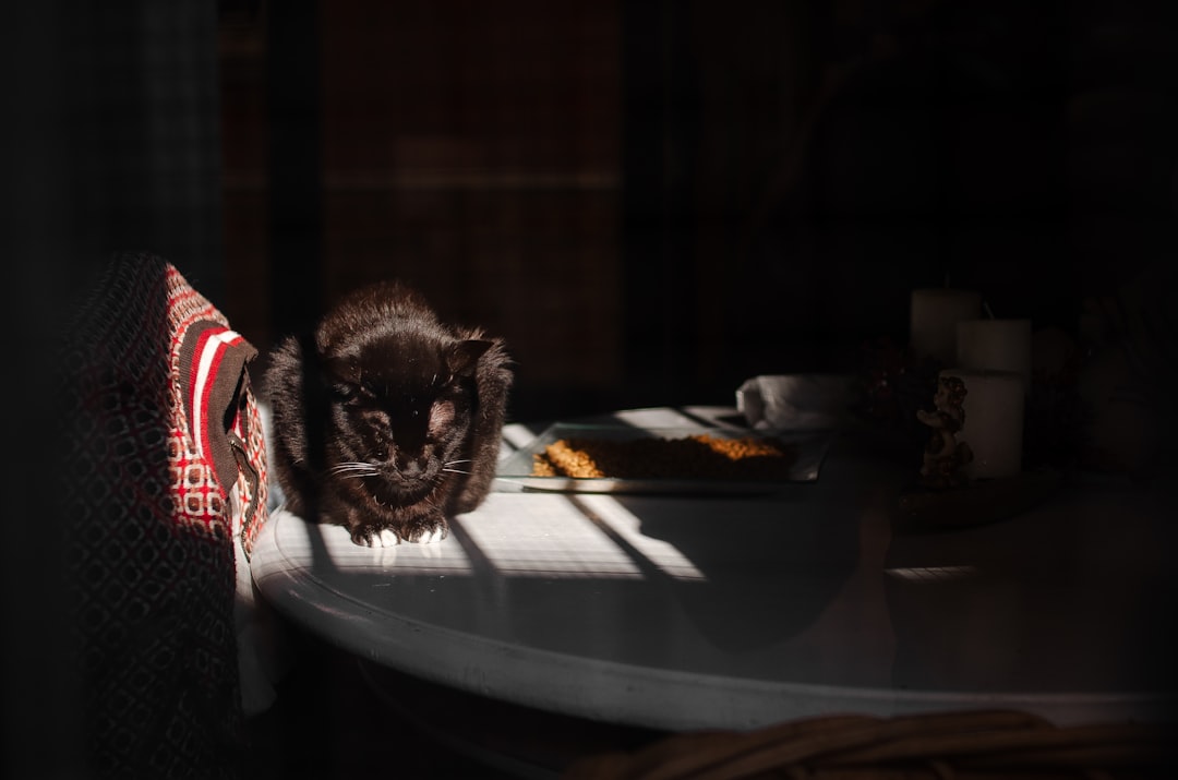 Rat Exterminator vs. DIY: Choosing the Right Response to a Home Infestation