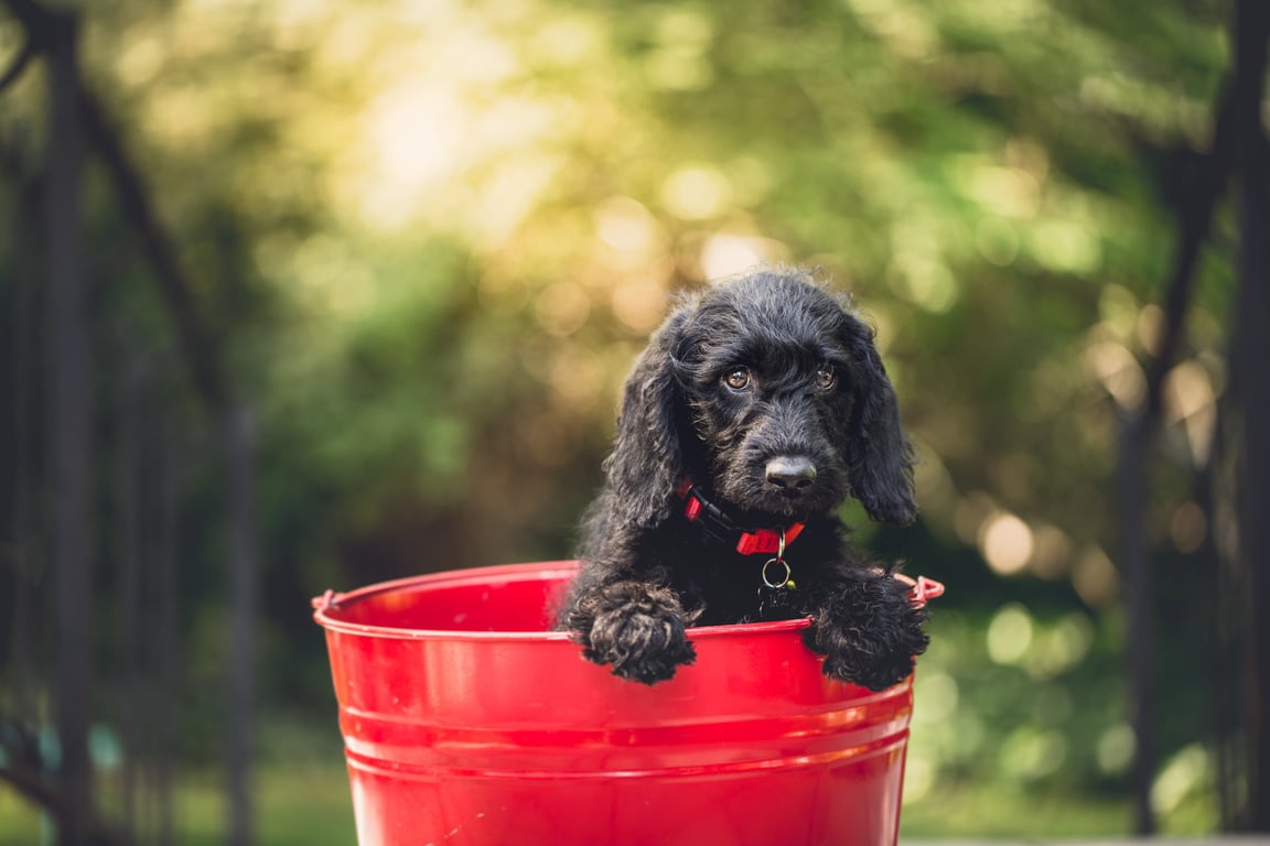 pool bucket test