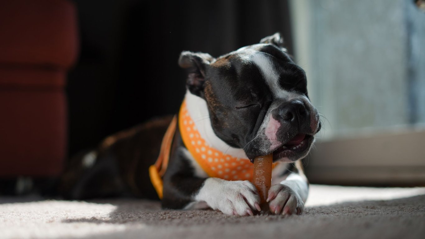 Dog Food for Picky Eaters: How to Choose Nutritious Options They’ll Actually Eat