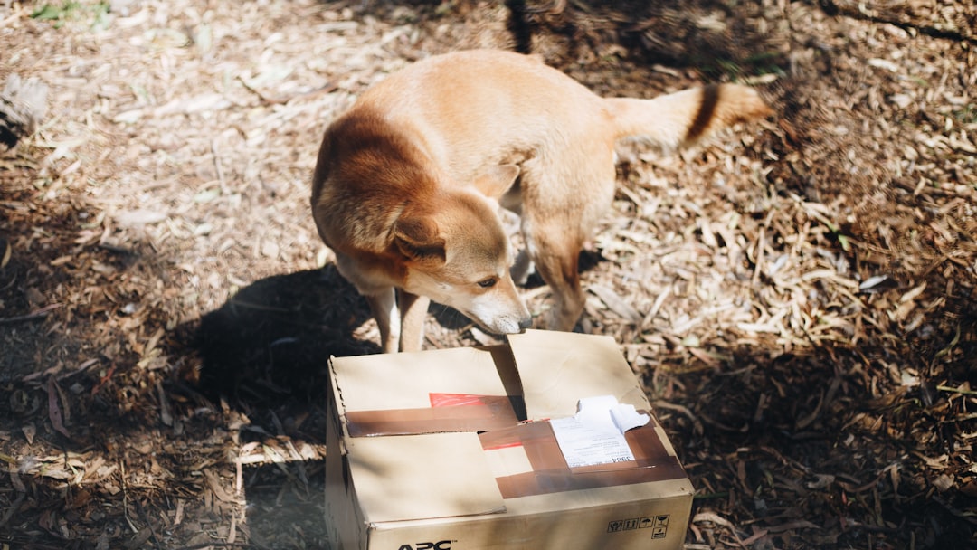 Raw Dog Food Delivery: How to Compare Safety, Cost, and Convenience