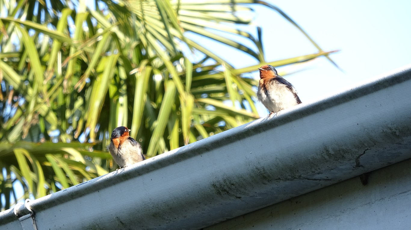 pigeons on roof gutter