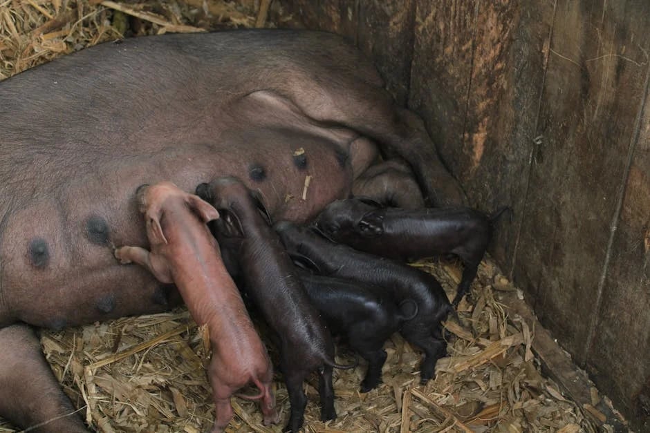 Image describing How to Use Babypips in 2026 7 Proven Fast Wins?