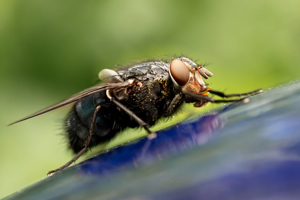 home pest inspection