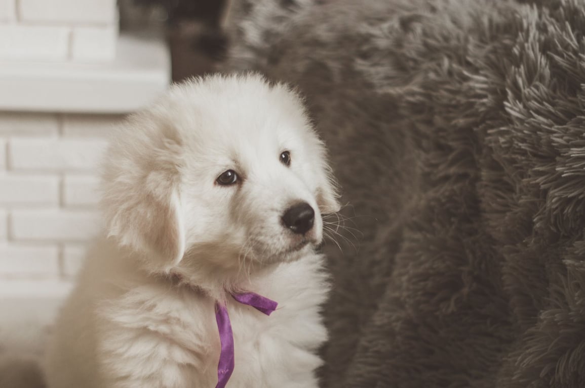 Puppy Grooming Near Me: How to Choose a Gentle, Trusted Local Groomer