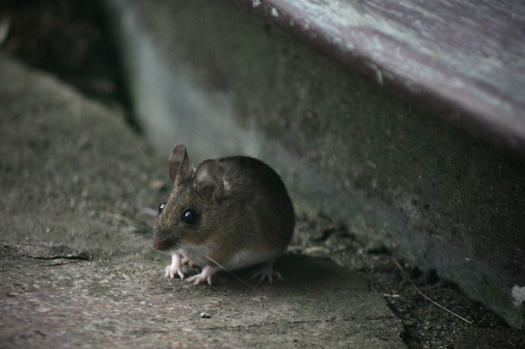 Rat Exterminator Near Me: How to Choose a Qualified Local Service