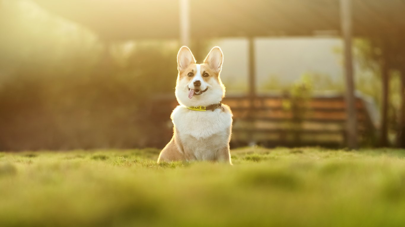 How to Choose a Pet Health Plan That Fits Your Budget and Pet’s Needs