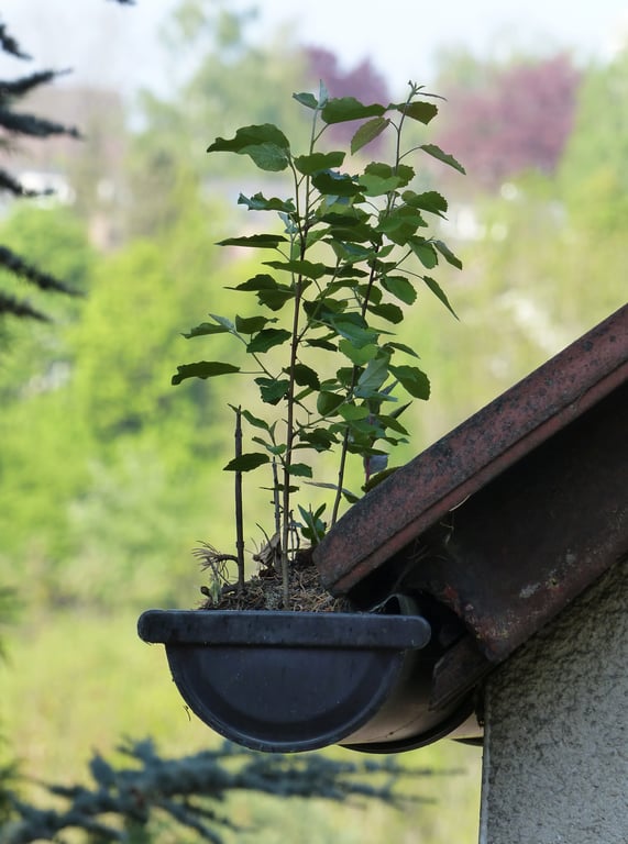 clogged roof gutters