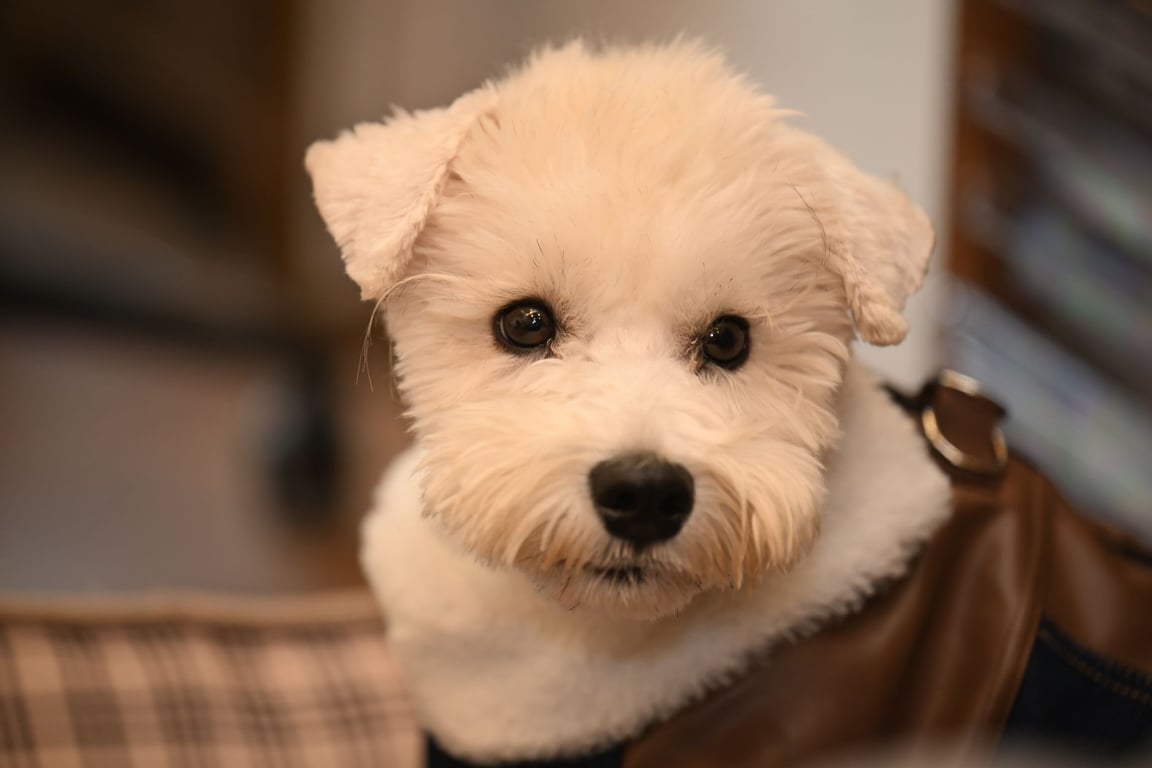 Petco Grooming Prices: What Pet Owners Should Expect to Pay