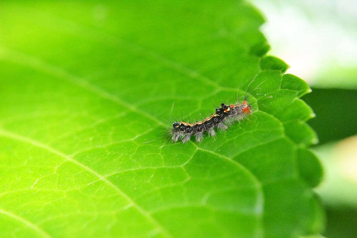 pest control technician inspecting home