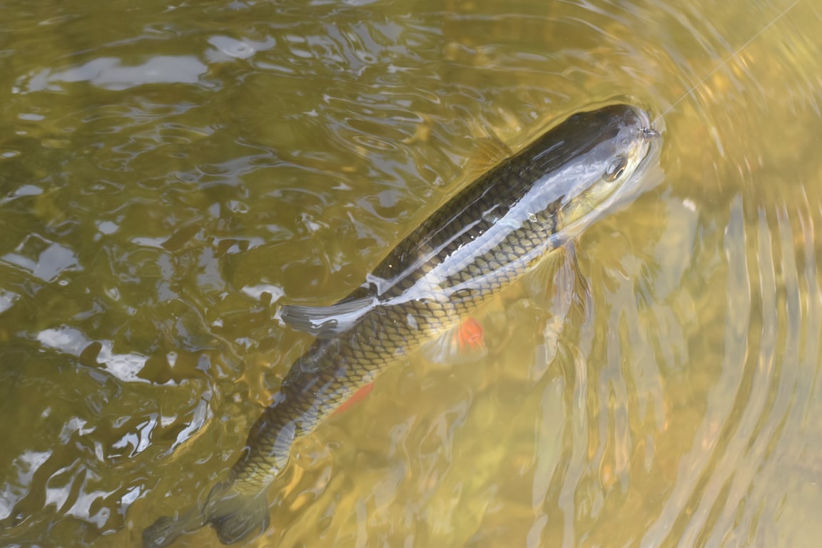 catch and release fish handling