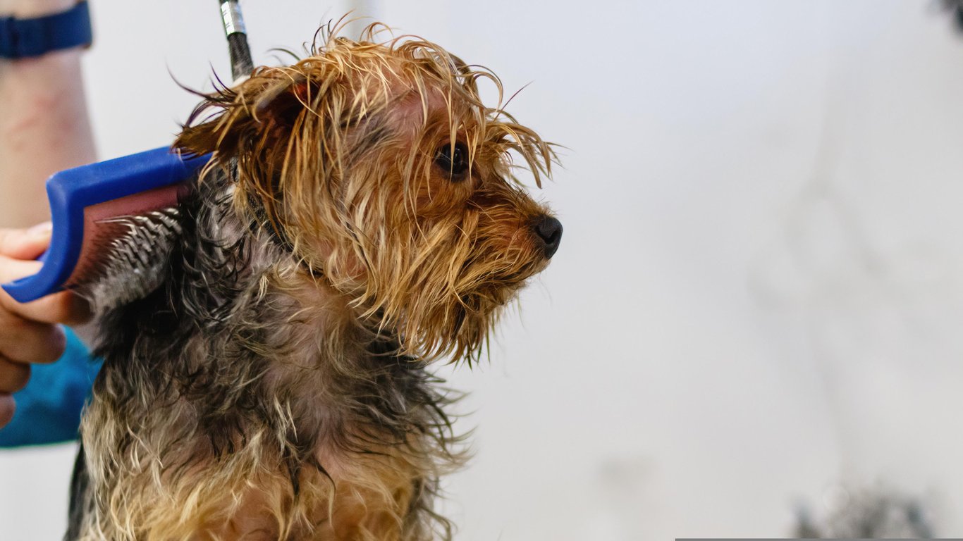 dog grooming salon