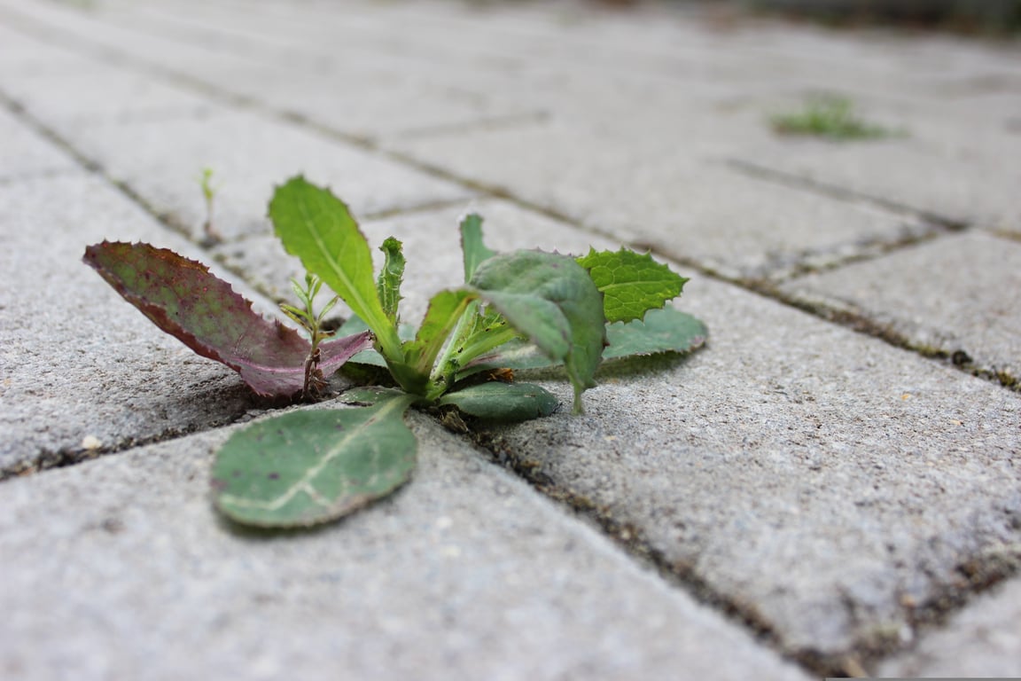 overgrown lawn weeds