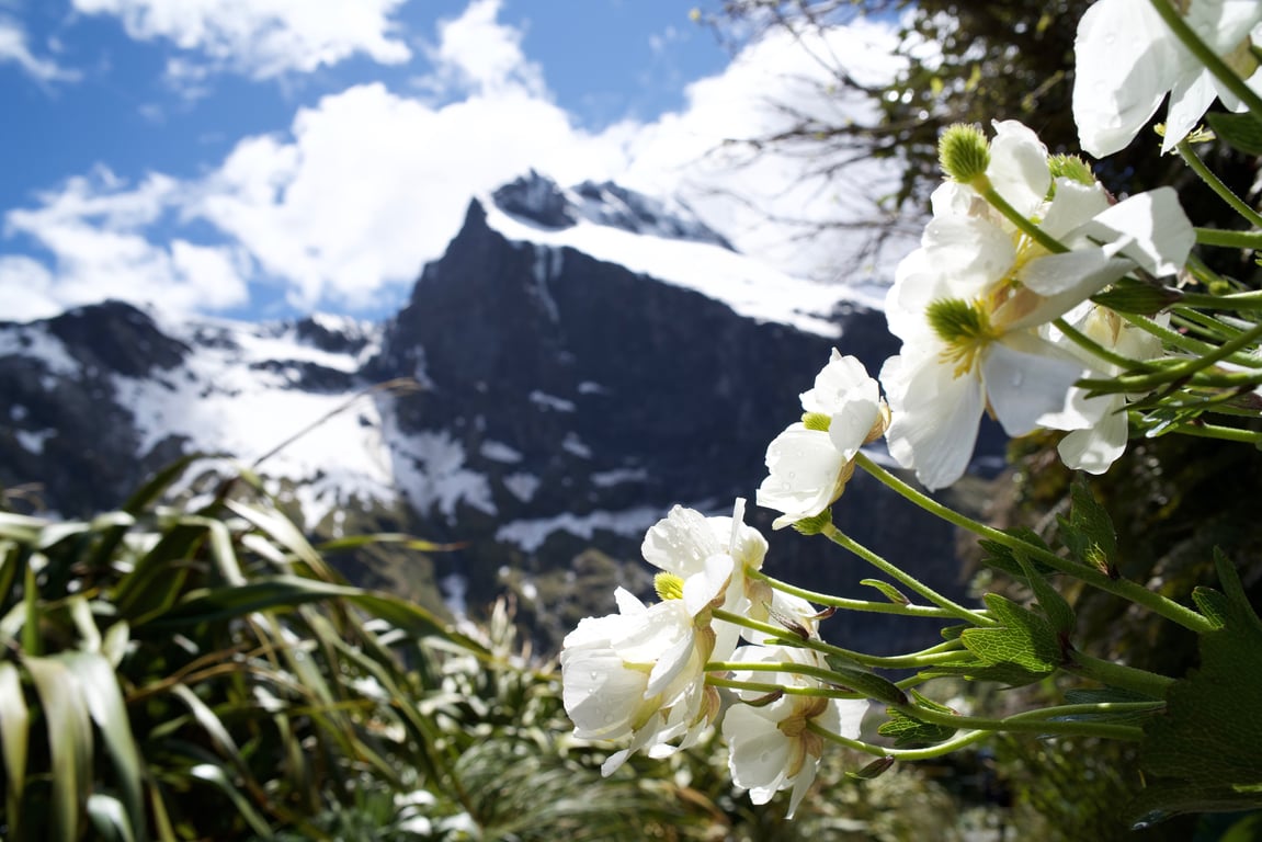 Milford Track Mackinnon Pass