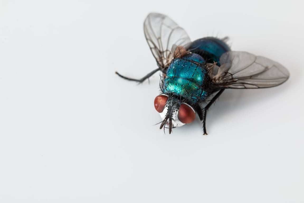 home pest inspection