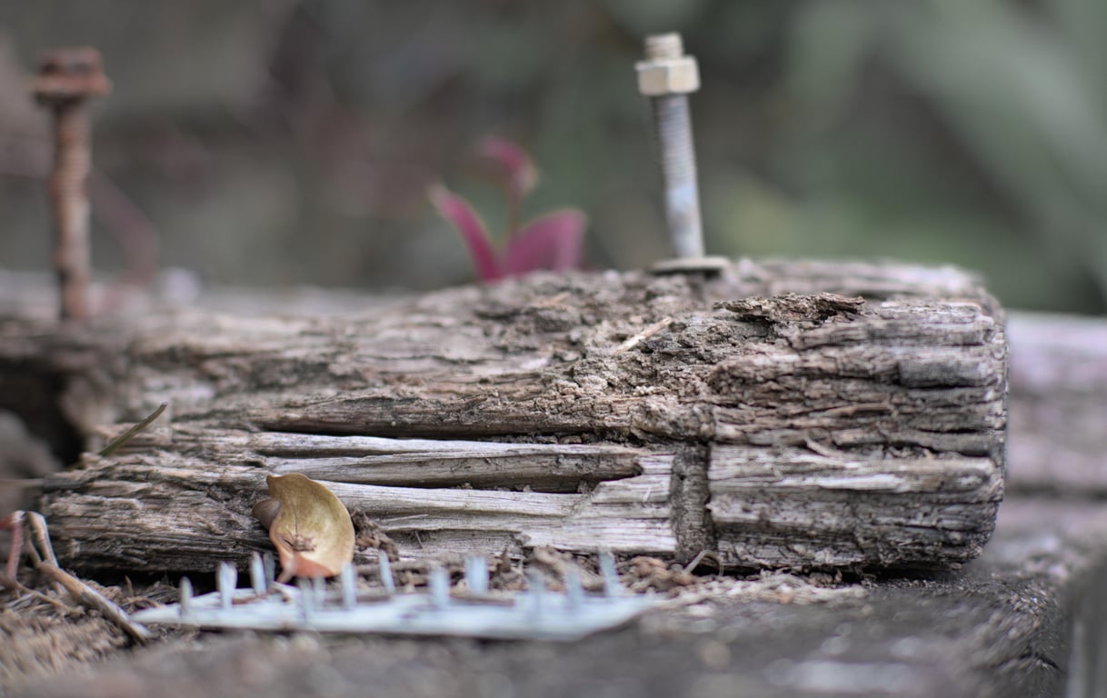 termite home inspection