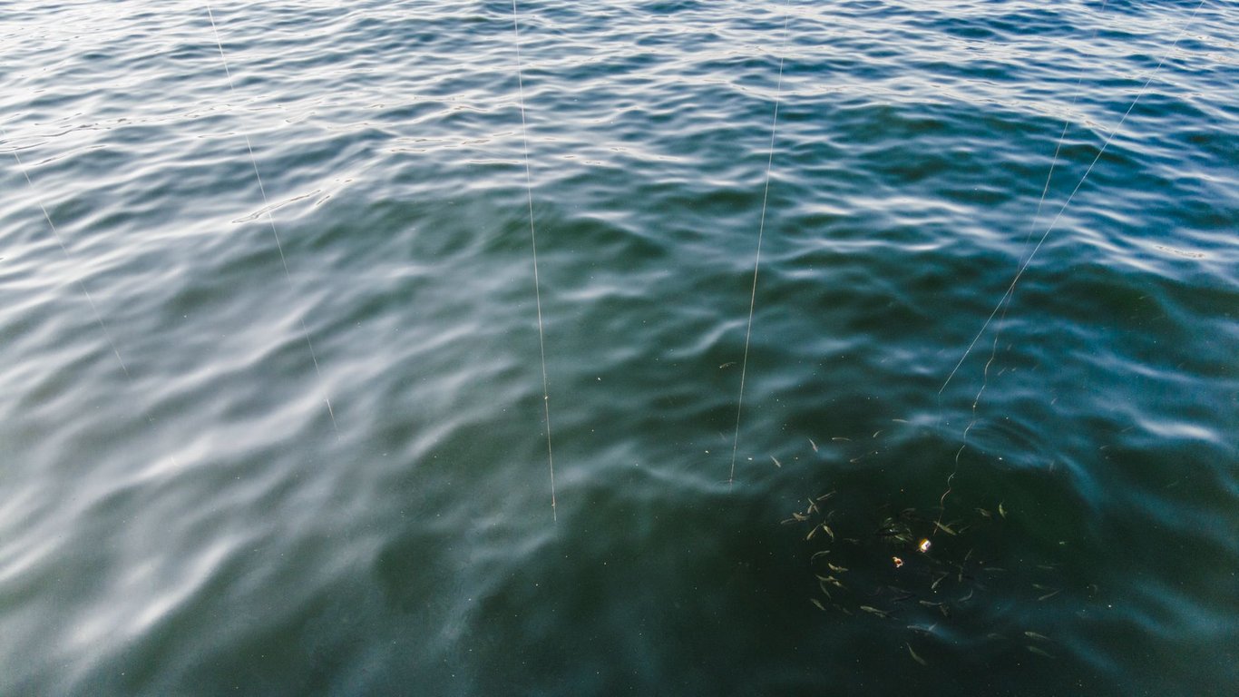 Blue Runner Fishing: Practical Tactics for Catching This Hard-Fighting Coastal Fish