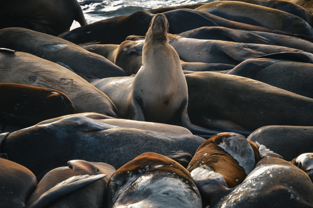Pier 39 sea lions