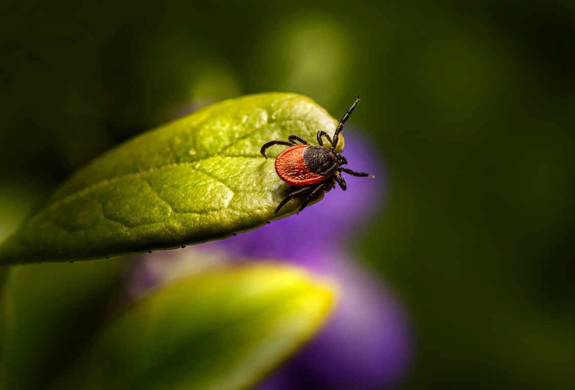 yard tick treatment