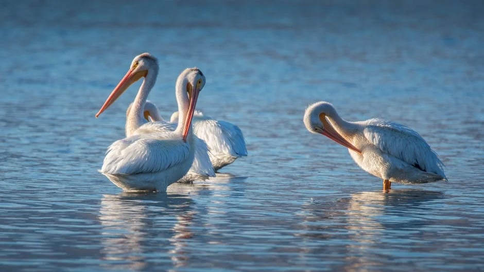 Image describing OKC vs Pelicans 2026 Top 7 Proven Keys to Win Now?