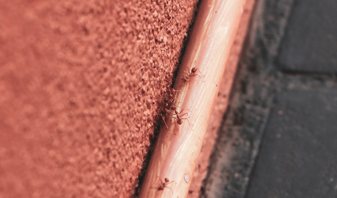 Orkin Termite Treatment Cost: What Homeowners Should Know Before Booking