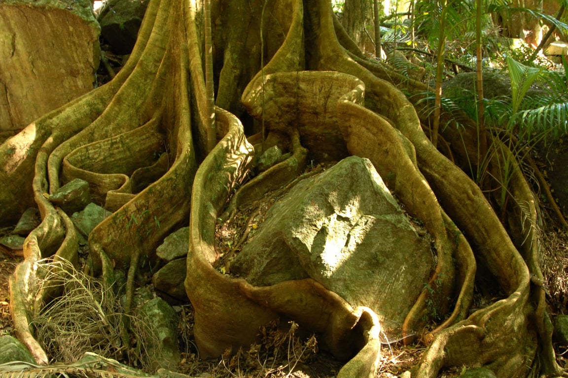 tree roots sewer pipe