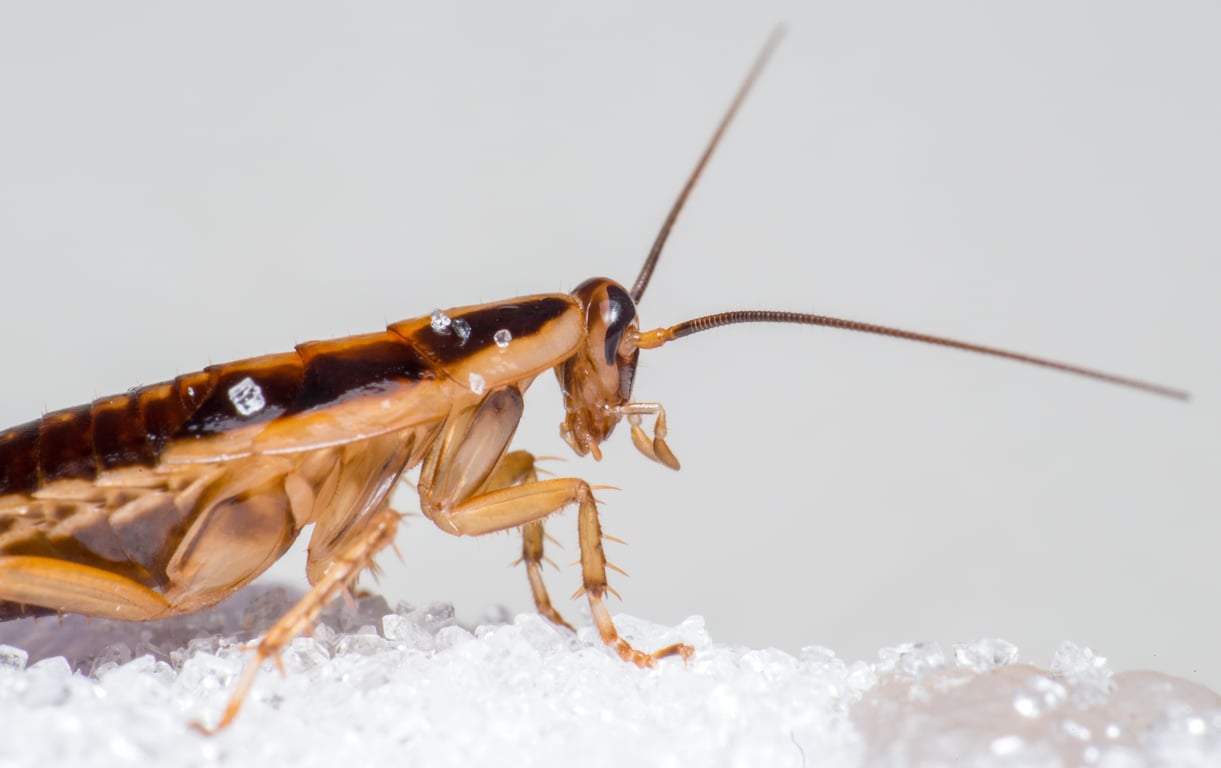 German cockroach kitchen