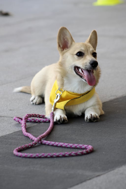 dog obedience class