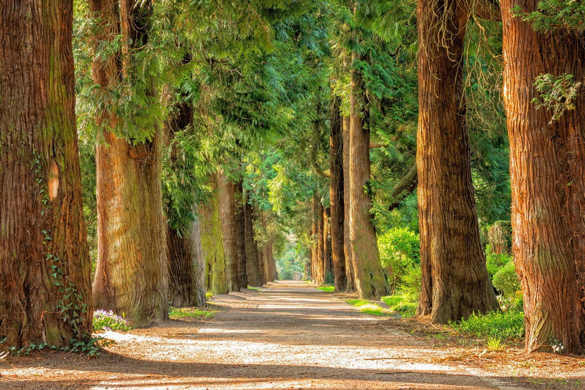 tree-lined campground campsite