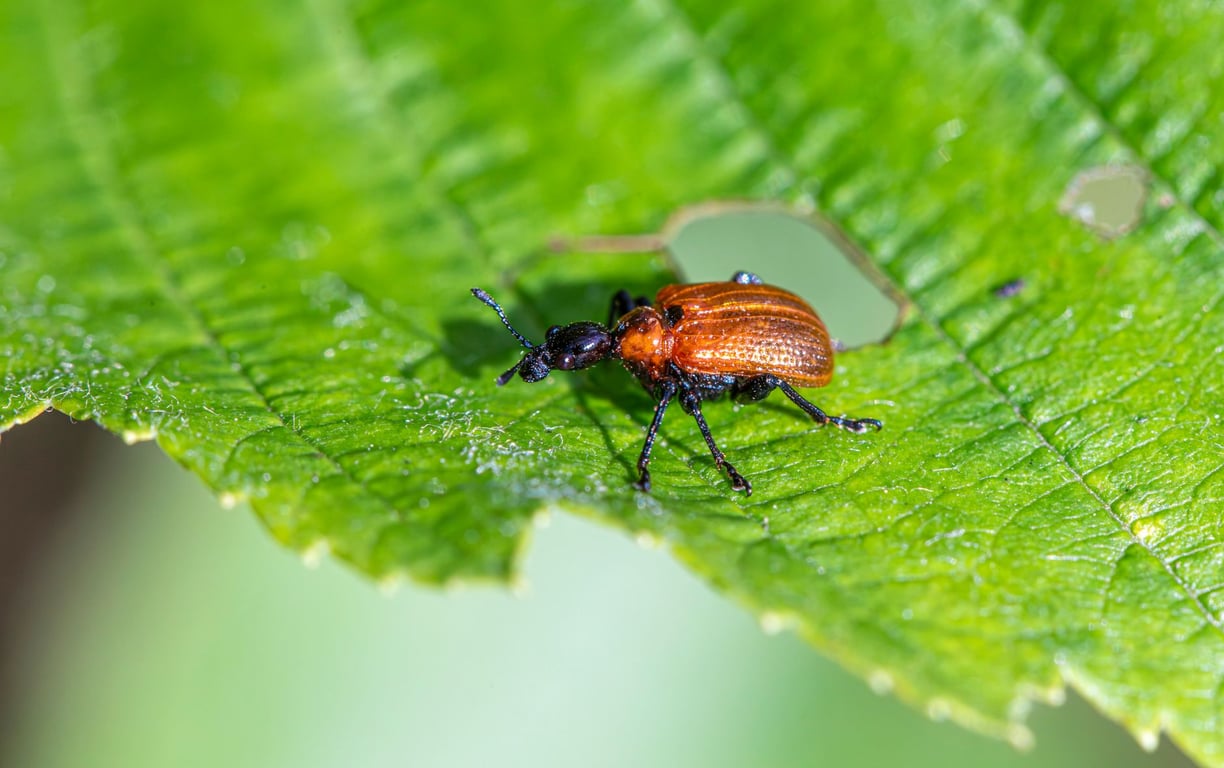 Preventive Pest Control Near Me: How to Choose Proactive Home Protection