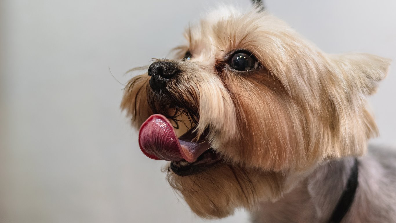 dog grooming