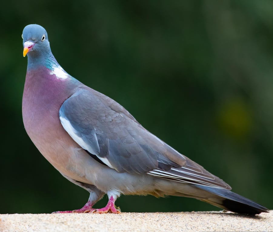 pigeon spikes on roof ledge