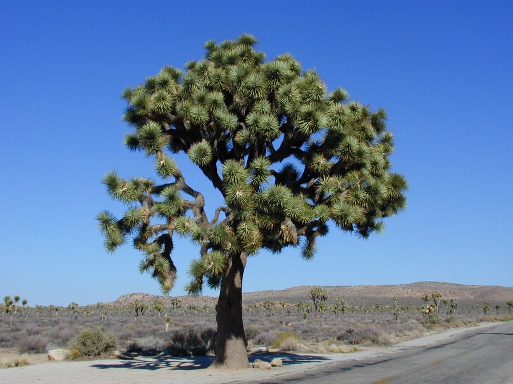 Joshua Tree National Park
