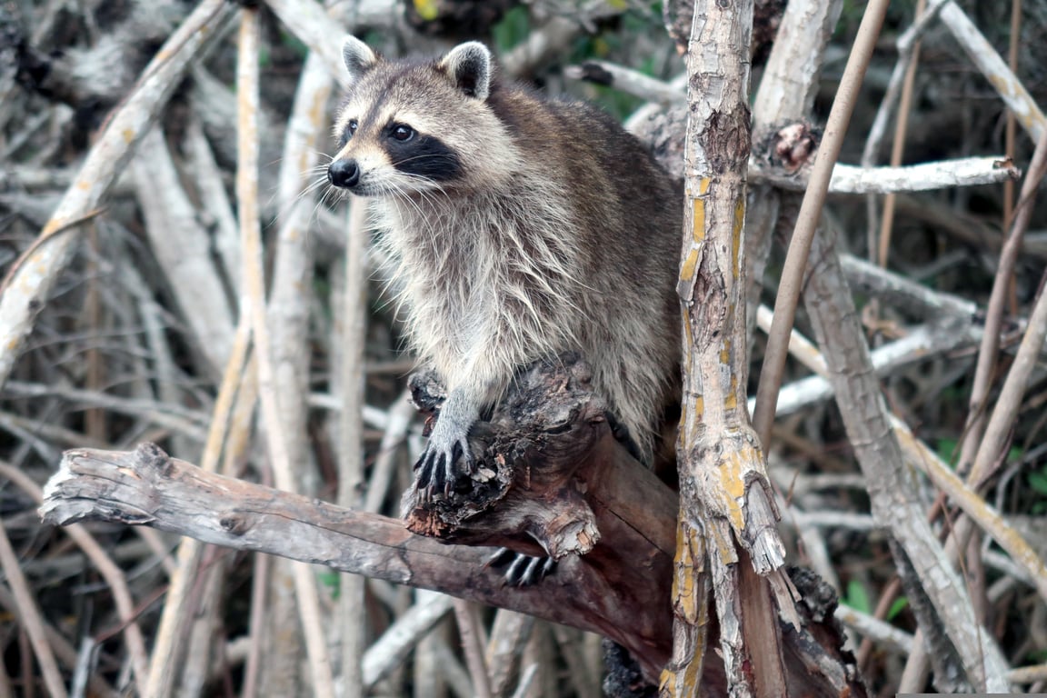 raccoon in attic