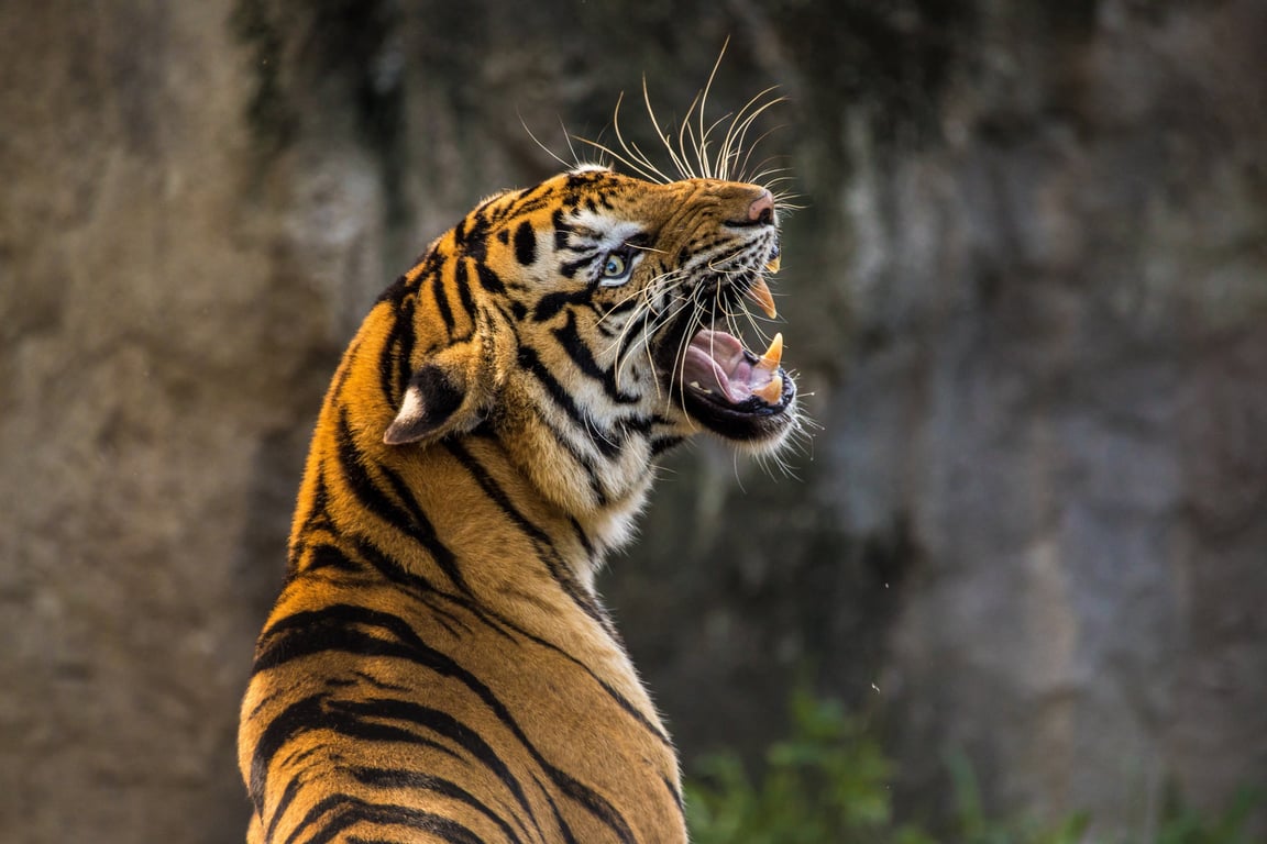 cat tooth brushing