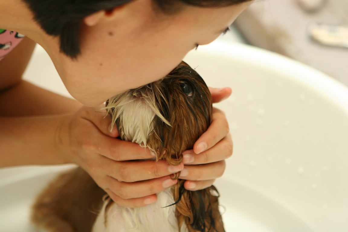 PetSmart dog grooming