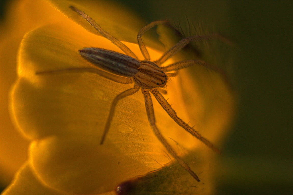 spider on window screen