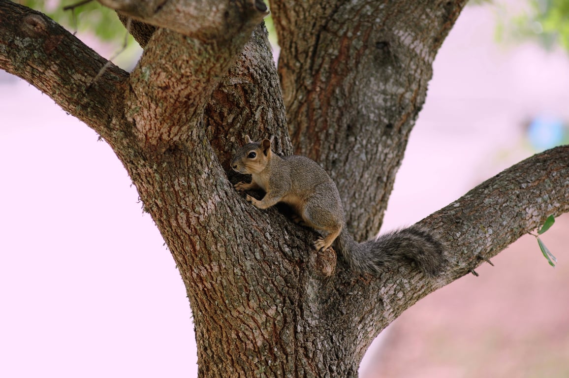 squirrel on roof