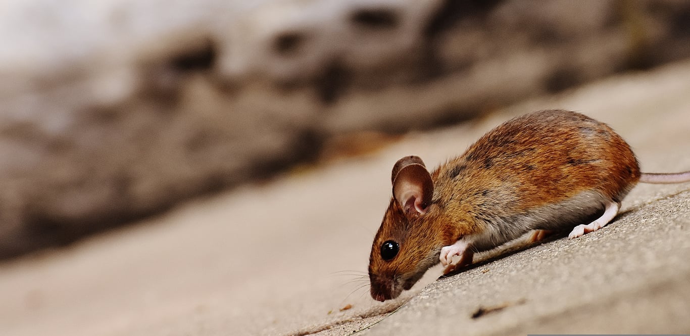 mouse exterminator technician