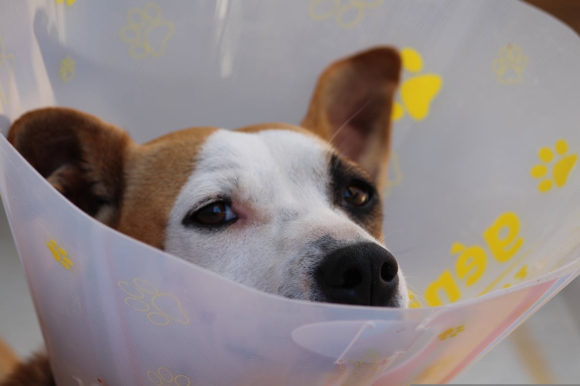 dog veterinary clinic