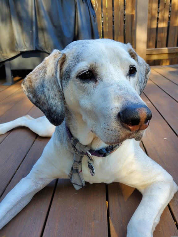 senior dog arthritis