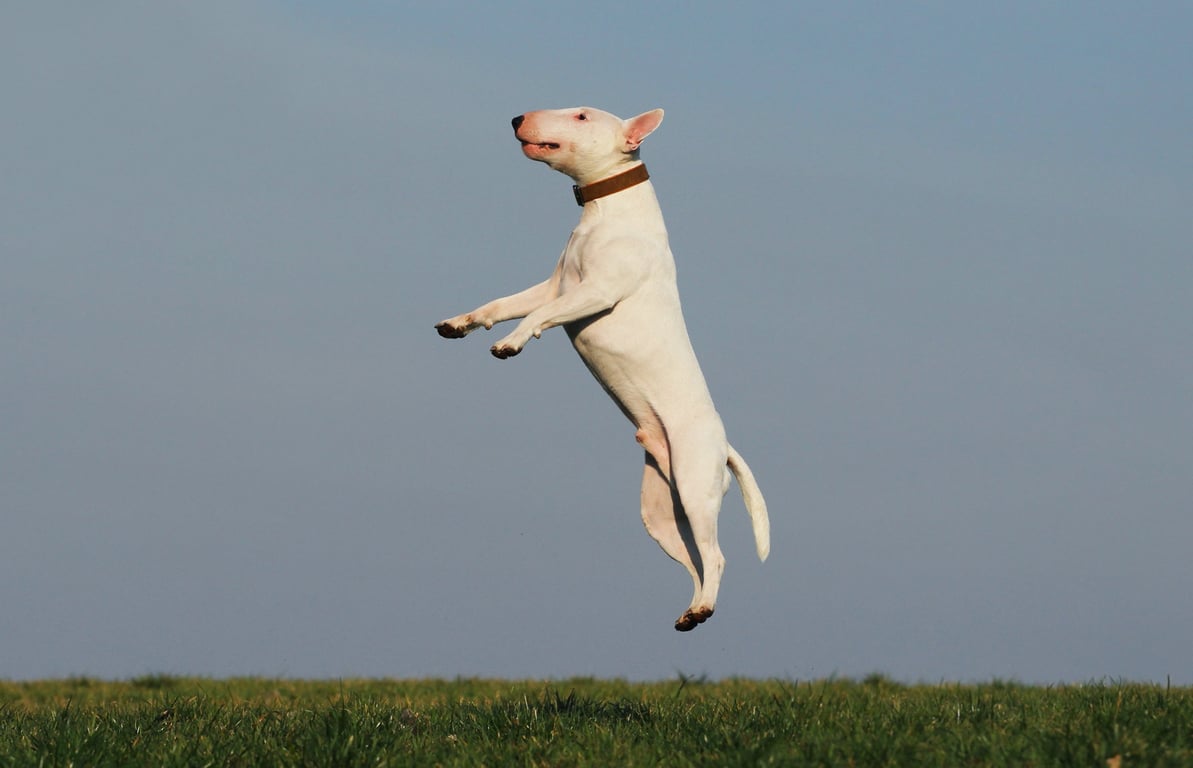 dog training class