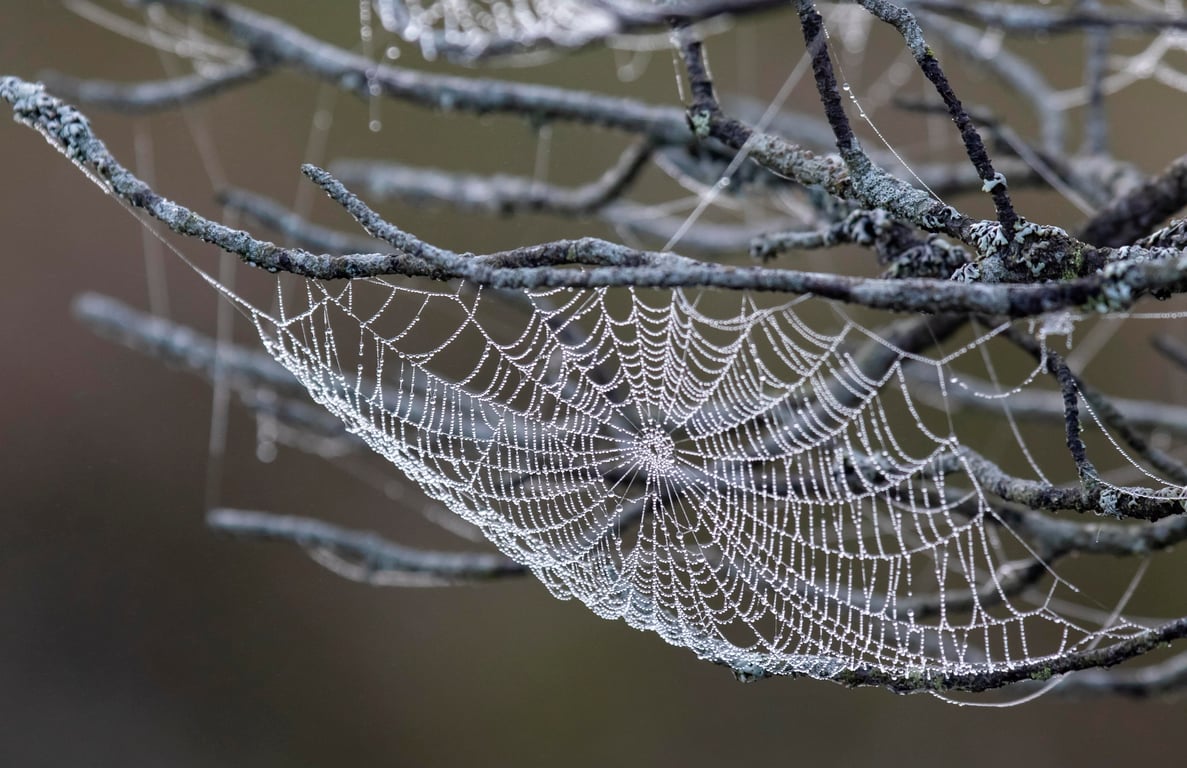 spider web in a home