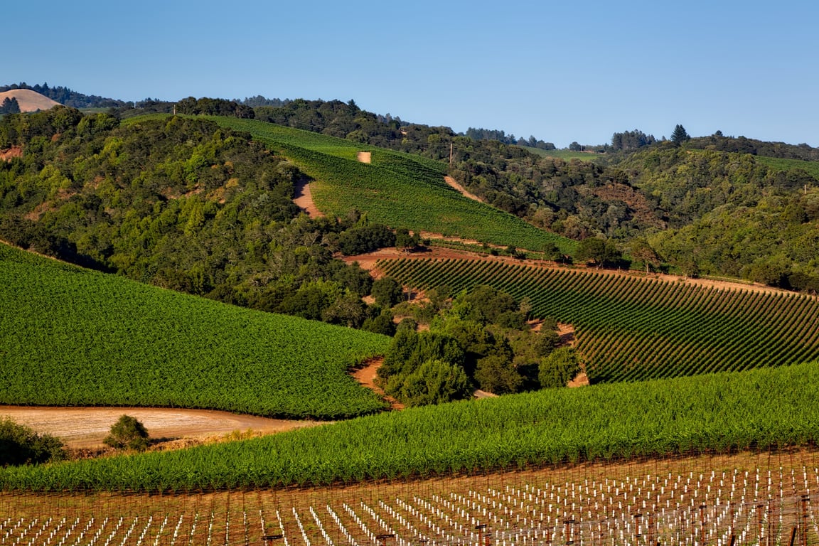Kenwood Vineyards Sonoma