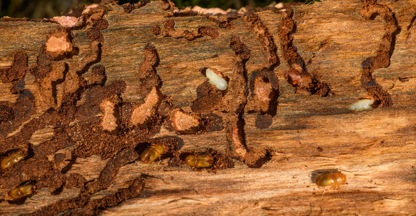 Lawn Insect Control: Identify Damage Before You Treat