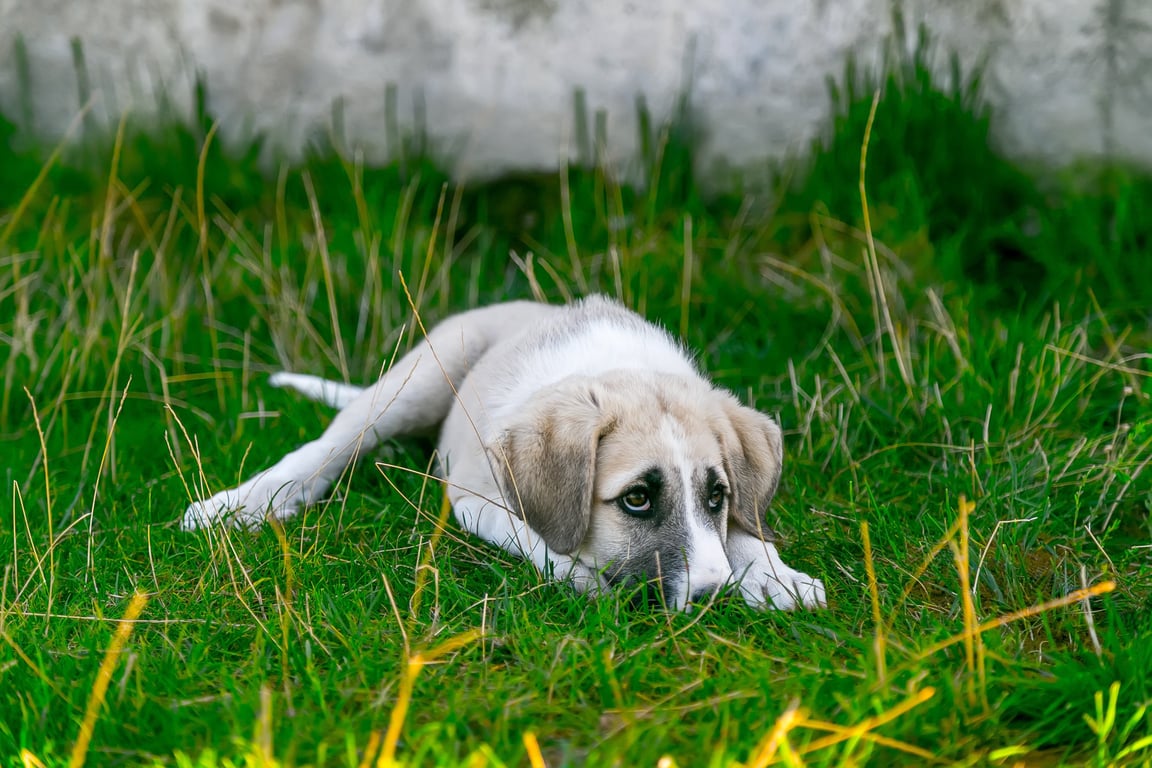 dog at veterinary clinic