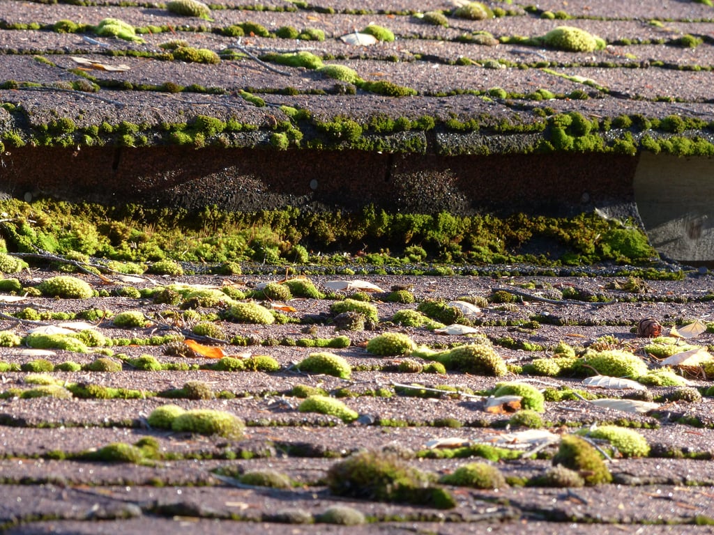 asphalt shingle roof