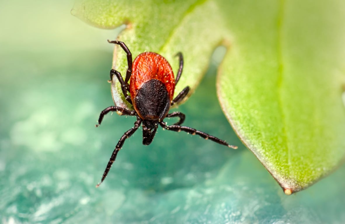 Tick Control Near Me: How to Choose the Right Local Treatment Service