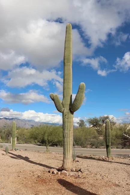 Image describing How to Get the Best Southwest Card Deals in 2025