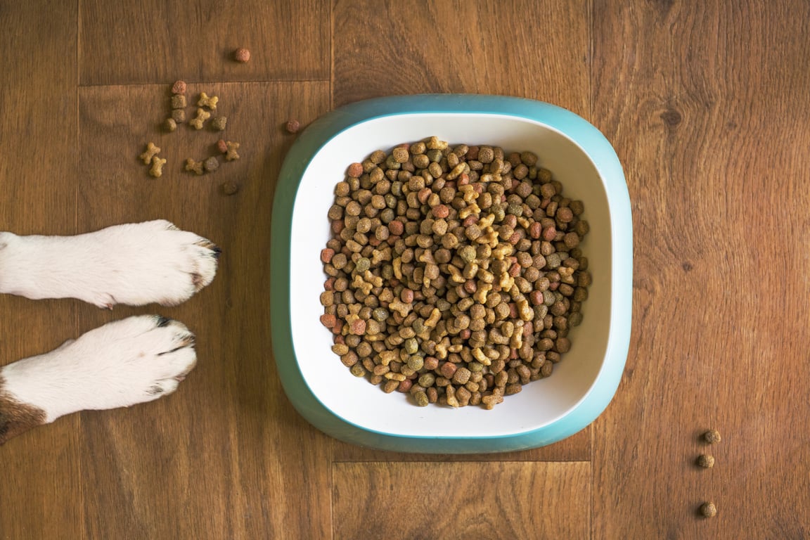 dog eating kibble